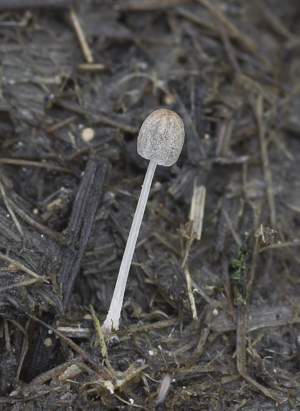 Coprinus miser